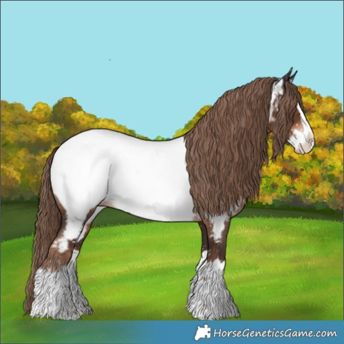 Horse Color:Liver Chestnut Splash Appaloosa 