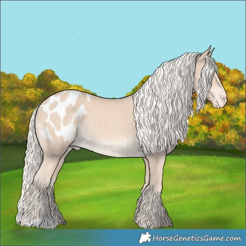 Horse Color:Cremello Appaloosa 