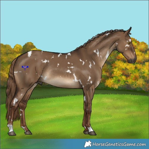 Horse Color:Gray White Spotted Liver Red Dun Rabicano 