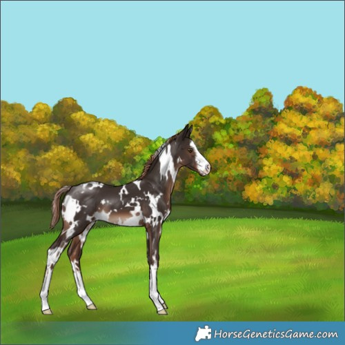 Horse Color:White Spotted Liver Chestnut 