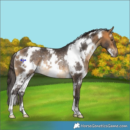 Horse Color:White Spotted Buckskin Rabicano 