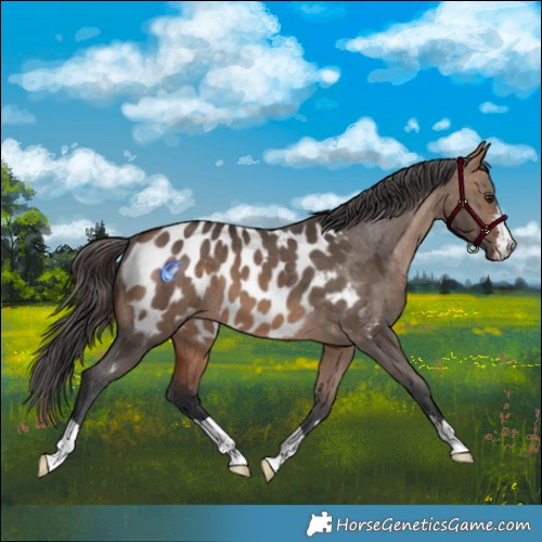 Horse Color:Brown Dun Appaloosa 