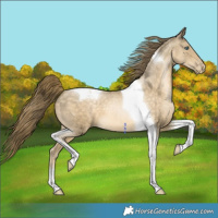 Horse Color:Buckskin Pearl Tobiano