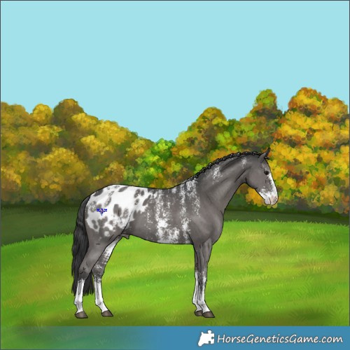 Horse Color:Powder White Black Sabino Appaloosa 