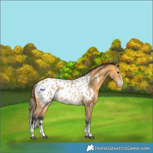 Horse Color:Powder White Buckskin Sabino Near Leopard 