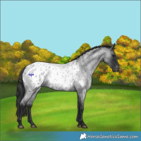 Horse Color:Blue Roan Appaloosa 