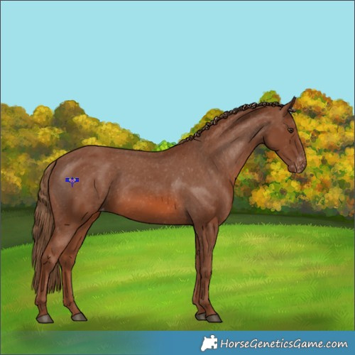Horse Color:Chestnut Appaloosa 
