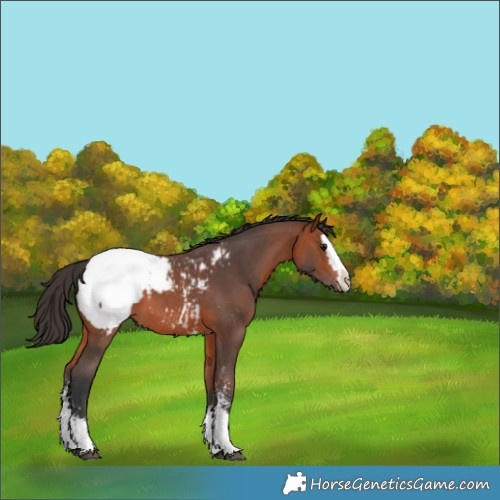 Horse Color:Bay Sabino Splash Appaloosa 