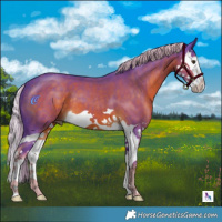 Horse Color:Watercolor Chocolate Palomino Splash 