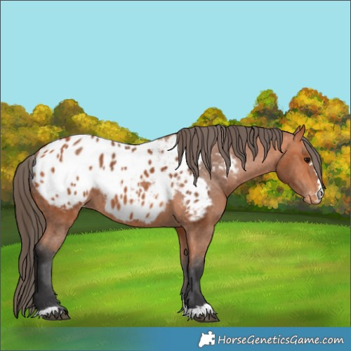 Horse Color:Bay Appaloosa 