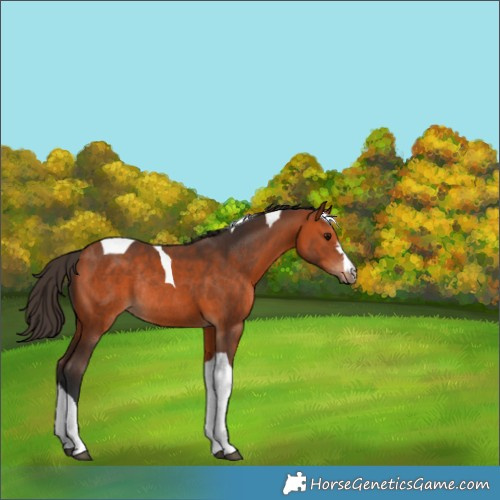 Horse Color:Bay Tobiano Rabicano 