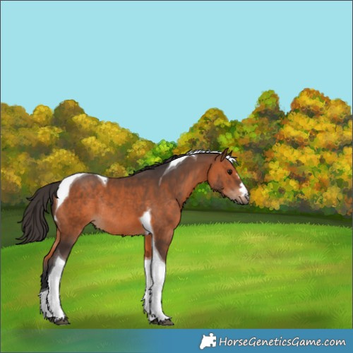 Horse Color:Bay Tobiano Rabicano 