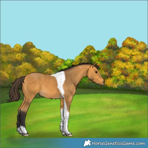 Horse Color:Buckskin Tobiano 