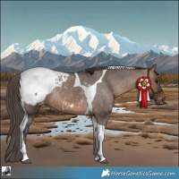 Horse Color:Brown Dun Tobiano Snowcap Rabicano 