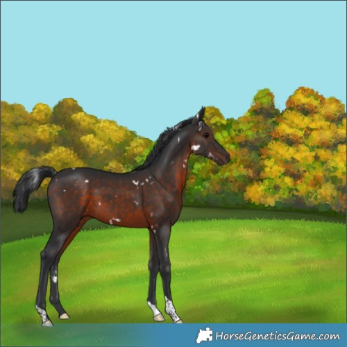 Horse Color:White Spotted Brown Tobiano 