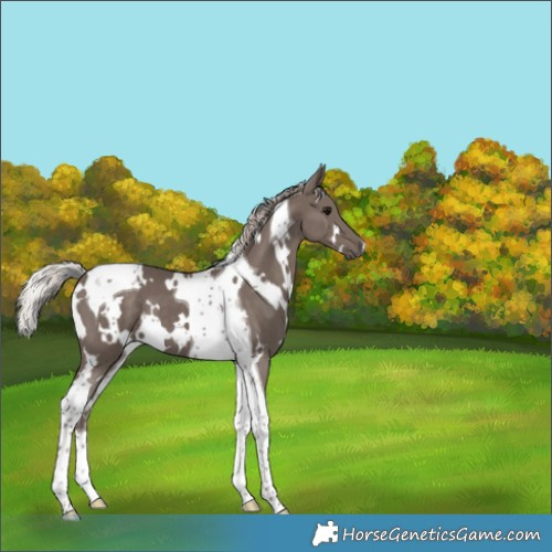 Horse Color:White Spotted Silver Black Tobiano 