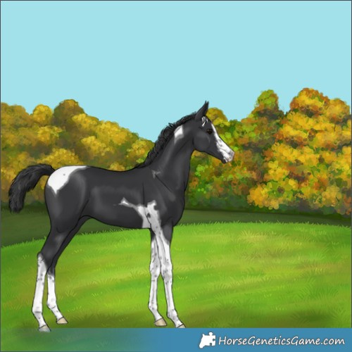 Horse Color:White Spotted Black Tobiano 