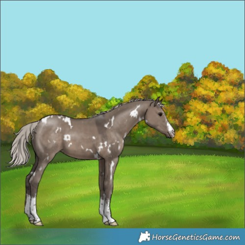 Horse Color:White Spotted Silver Grullo 
