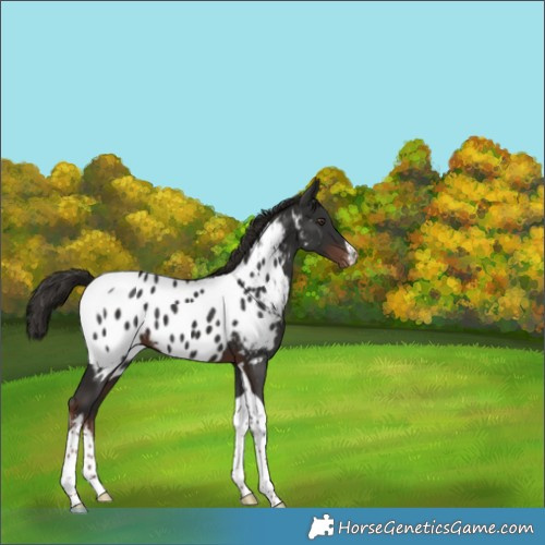 Horse Color:White Spotted Liver Chestnut Tobiano Appaloosa 