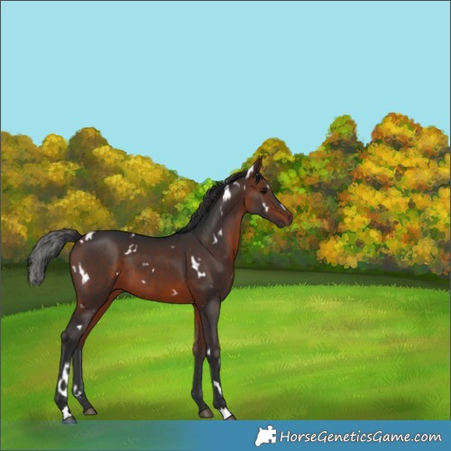Horse Color:White Spotted Brown 