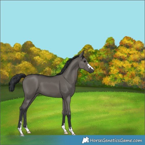 Horse Color:Grullo 