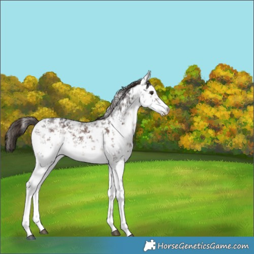 Horse Color:White Spotted Liver Chestnut Sabino 