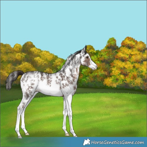 Horse Color:Liver Chestnut Sabino 