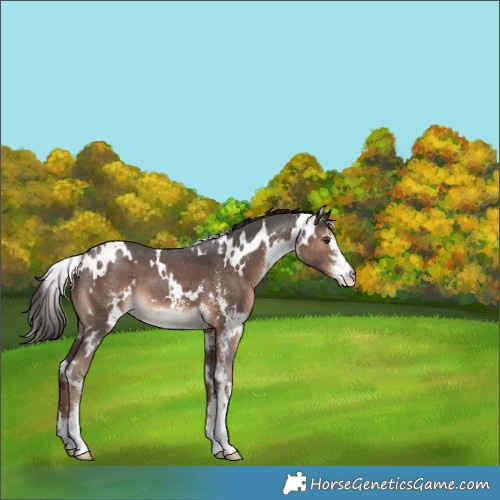 Horse Color:White Spotted Liver Chestnut Sabino 