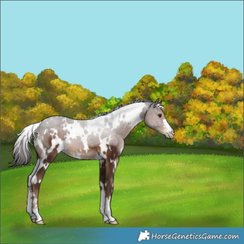 Horse Color:White Spotted Liver Chestnut 
