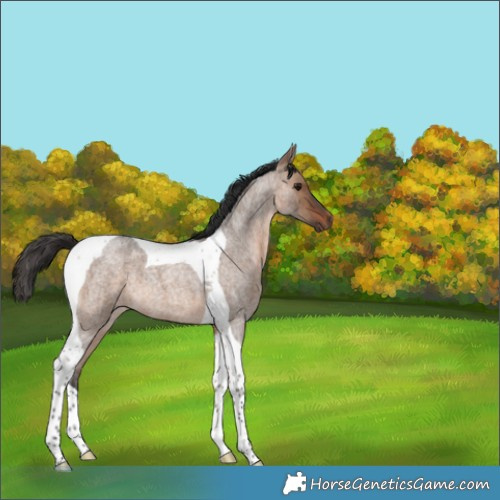 Horse Color:Brown Roan Dun Tobiano 