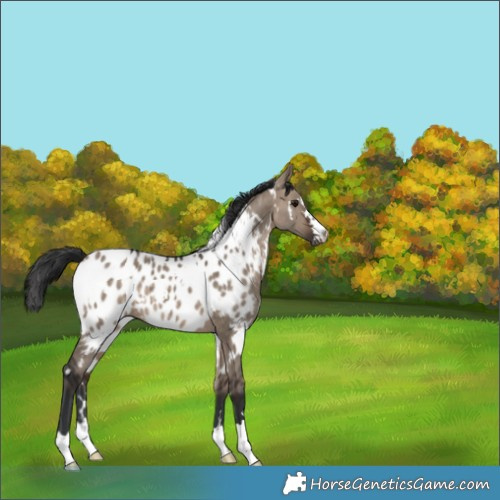 Horse Color:White Spotted Brown Dun Blanket 