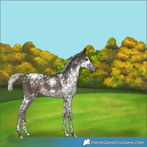 Horse Color:Gray Silver Black Splash Tobiano Appaloosa Rabicano 