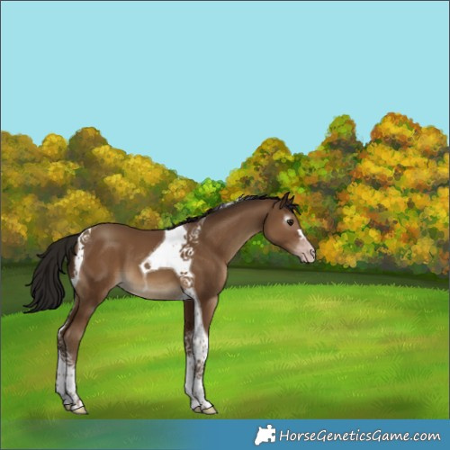 Horse Color:Gray Classic Champagne Tobiano 