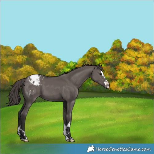 Horse Color:Smoky Grullo Appaloosa 