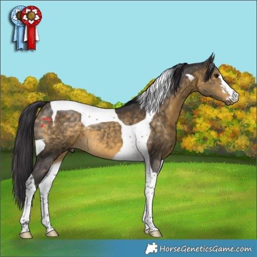 Horse Color:Buckskin Tobiano 