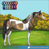 Horse Color:Buckskin Tobiano 