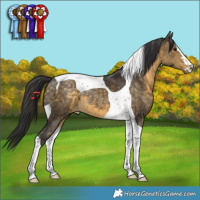 Horse Color:Buckskin Tobiano
