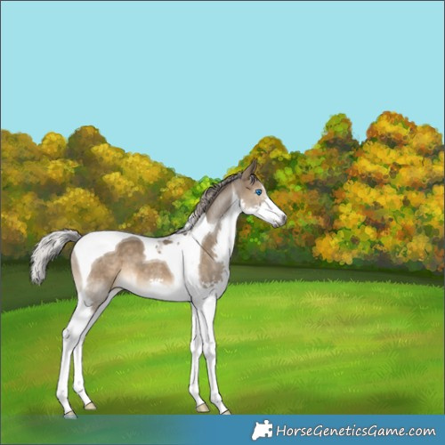Horse Color:Gray Silver Brown Dun Splash Tobiano 
