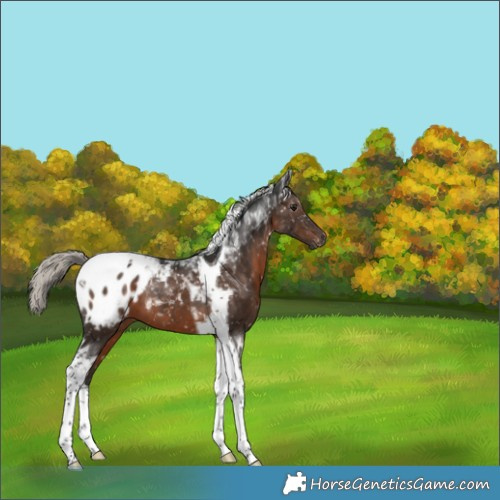 Horse Color:Gray Silver Brown Tobiano Blanket 