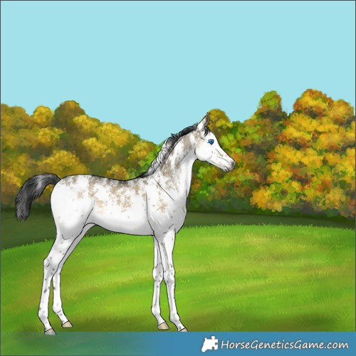 Horse Color:Gray Buckskin Dun Sabino Splash 