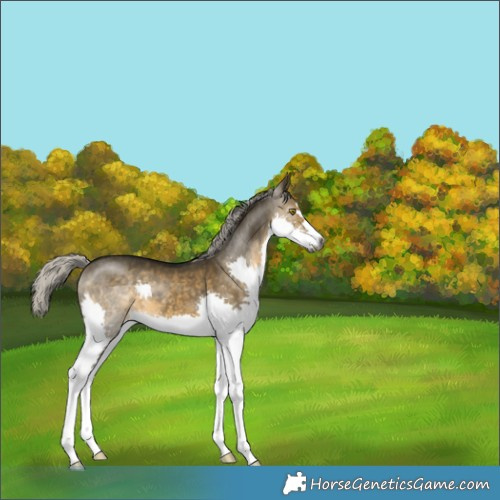 Horse Color:Gray Silver Buckskin Dun Splash 