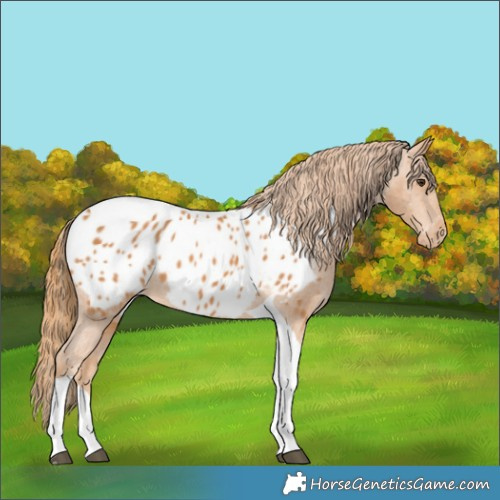 Horse Color:Chestnut Tobiano Appaloosa