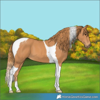 Horse Color:Chestnut Tobiano