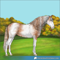 Horse Color:White Spotted Chestnut Splash 