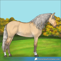 Horse Color:Silver Buckskin Dun Rabicano 