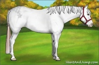 Horse Color:Blue Roan Varnish