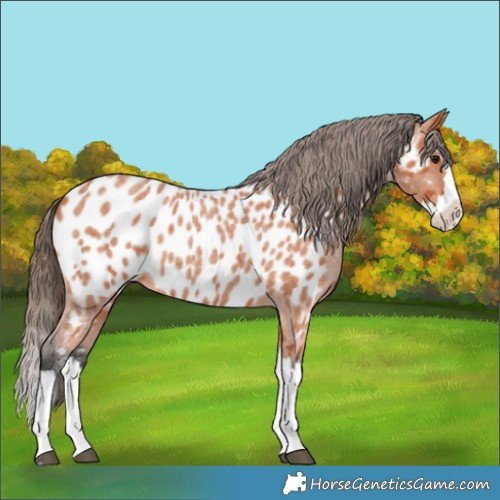 Horse Color:Bay Roan Splash Appaloosa