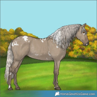 Horse Color:White Spotted Silver Smoky Grullo Rabicano