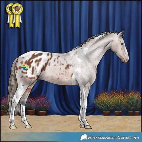 Horse Color:Bay Tobiano Appaloosa Rabicano 