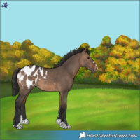 Horse Color:Brown Dun Blanket